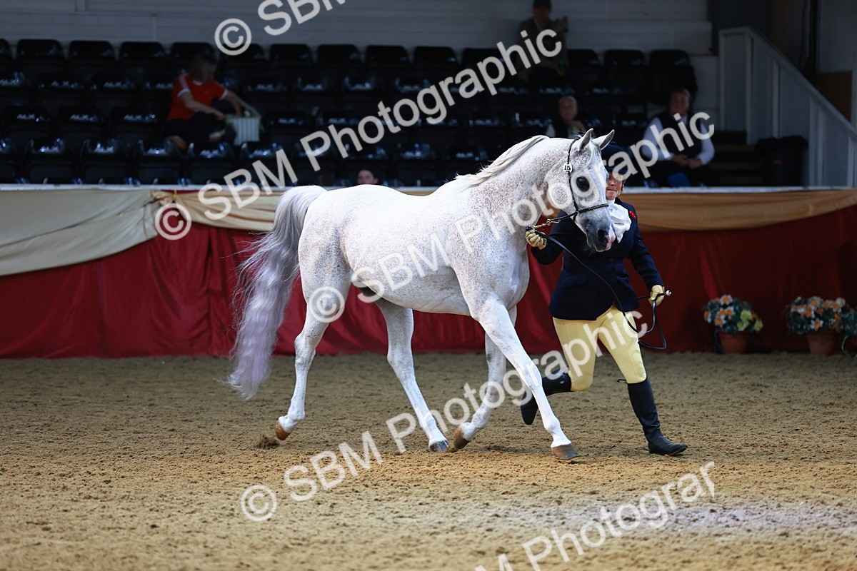 SBM_23247 - Class 903 - Supreme Final - IH Pre Vet