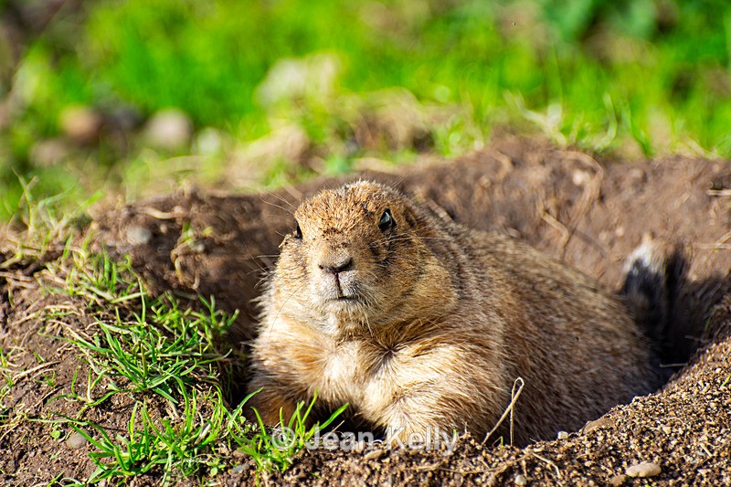 Black-tailed Prairie Dog - DSC_5531 - Black-Tailed Prairie Dogs