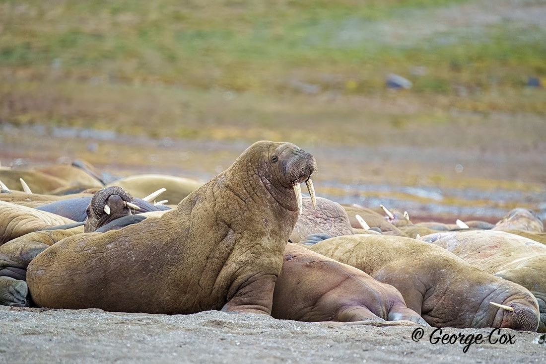 Walrus 2 - Svalbard - Realm of the Polar Bear