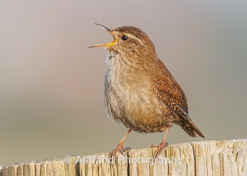 Wren - Latest Images