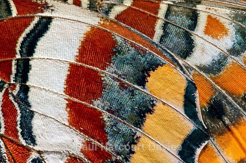  - Bugs: Butterflies
