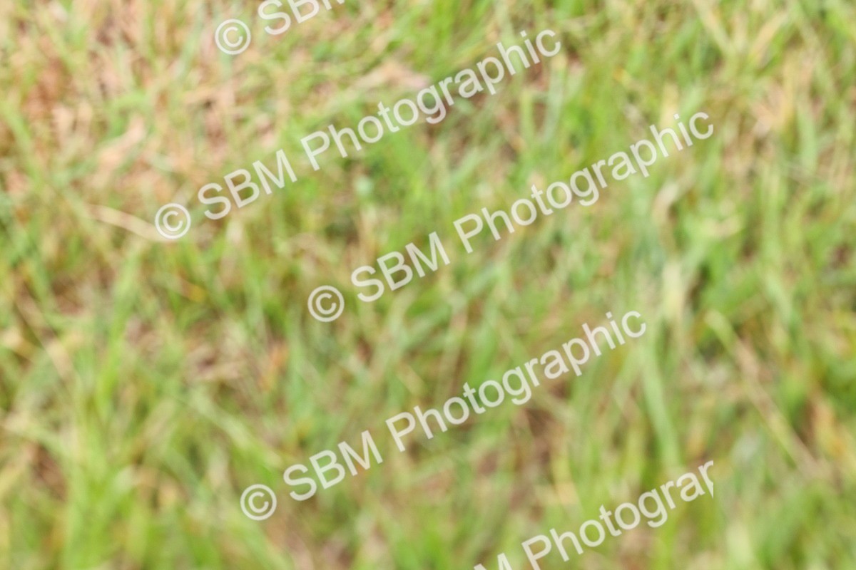 SBM_08414 - Class 42-43 - LIHS BSPS Heritage Working Sports Pony