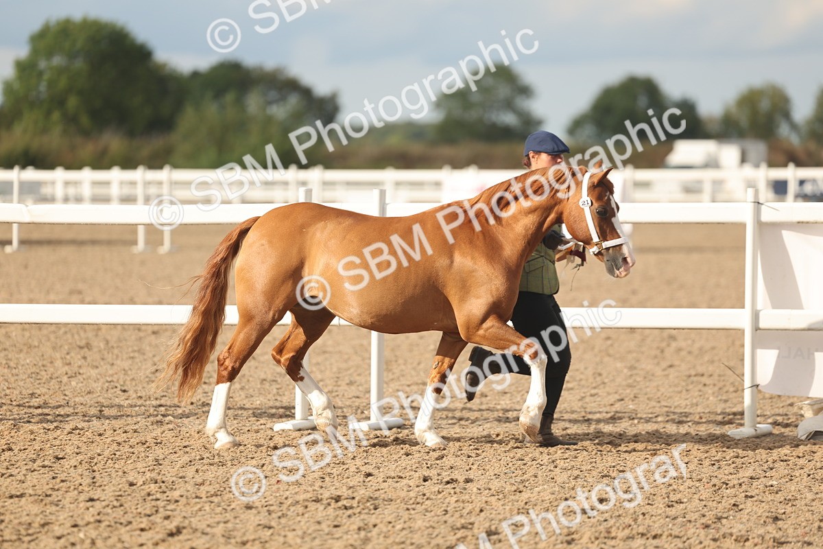 SBM_08609 - Class 29 - IH Veteran Pony