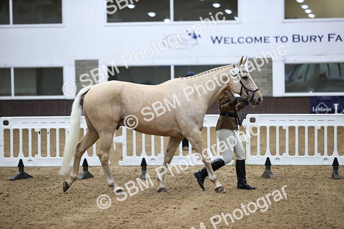 SBM_5180 - Class 39 - In Hand Gelding
