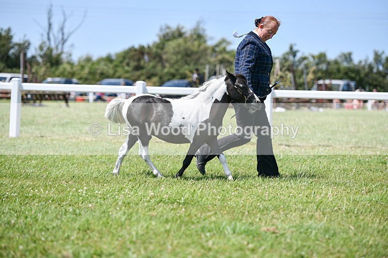 DSC_7323 - Class 62: Coloured Pony Youngstock