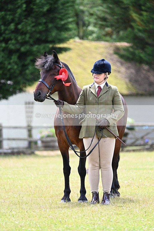 WJ7_6698 - Class 5 Handsome Gelding in hand