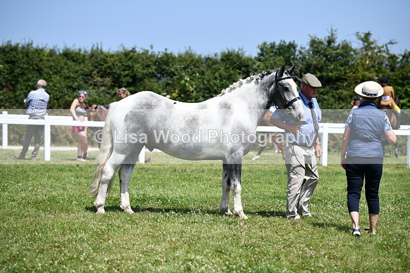 DSC_7448 - Class 63: Coloured Horse Youngstock