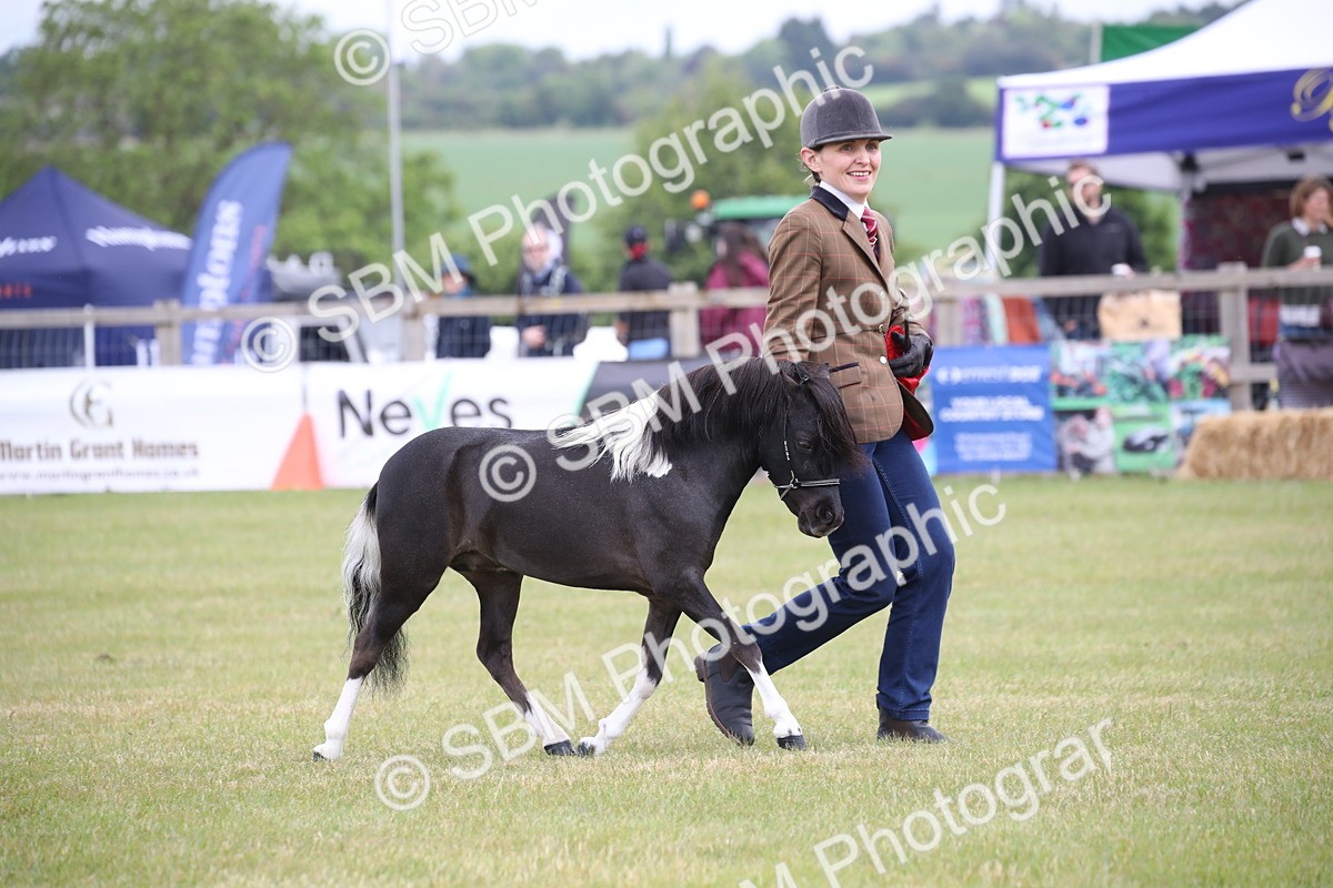 SBM_03587 - Class 23-25 - British Miniature Horse of the Year