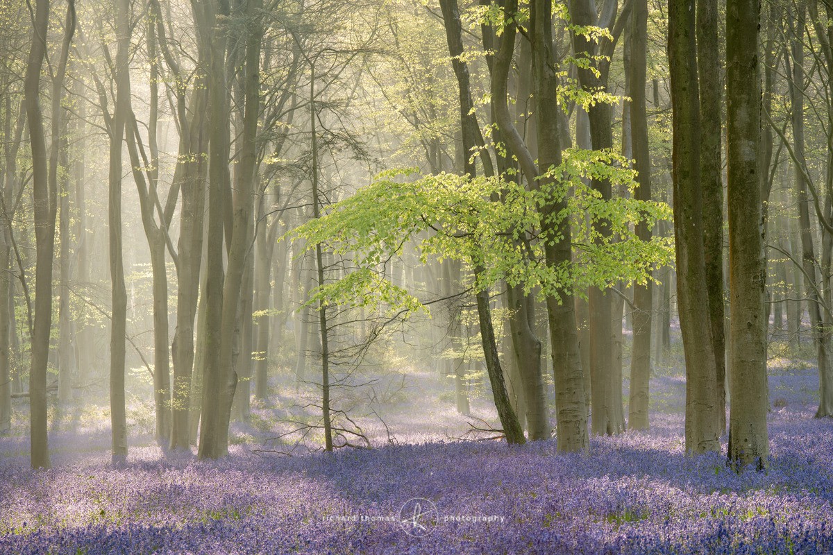 Mist Melioration - BlueWood