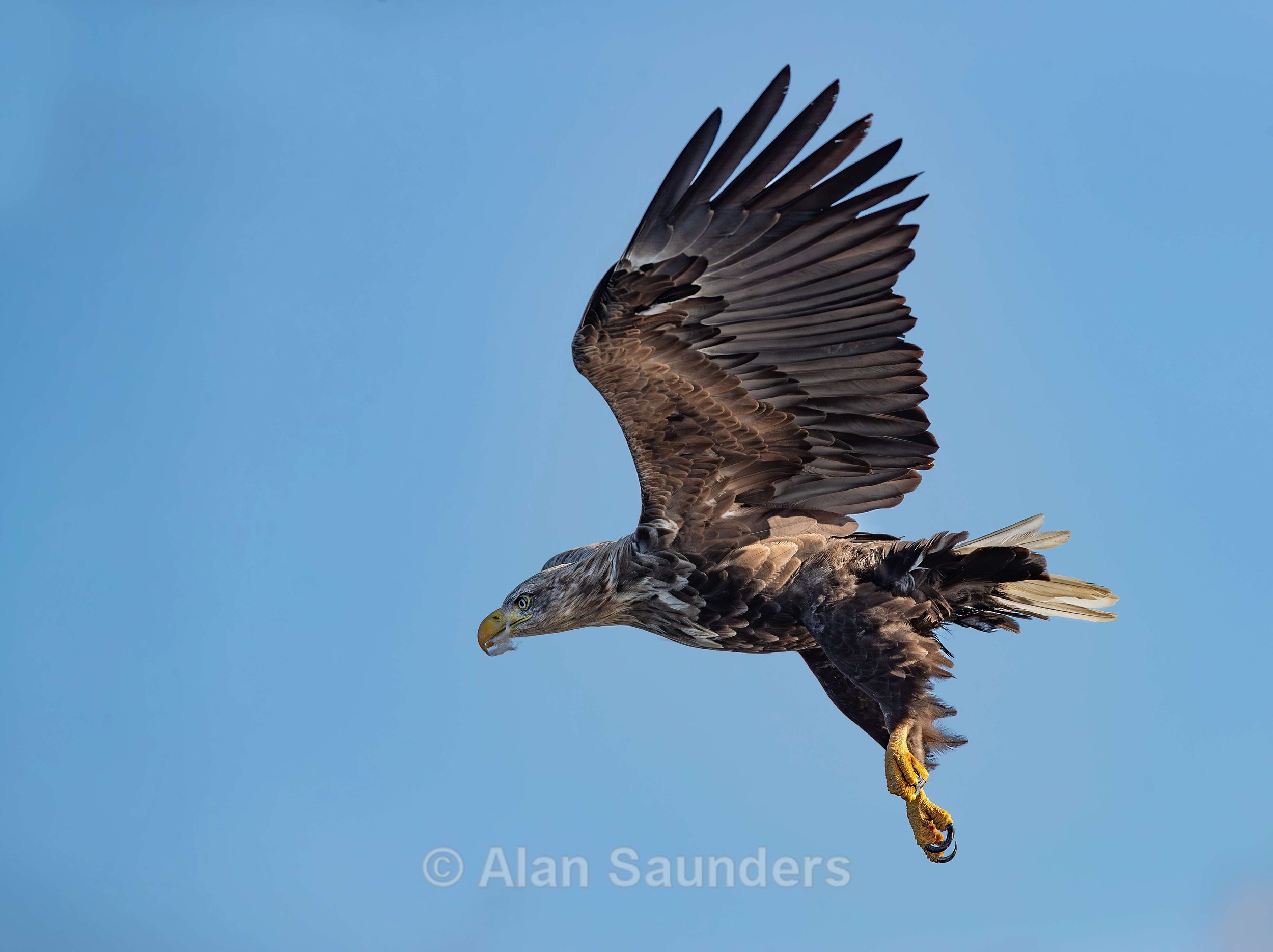 White Tailed Eagle 68