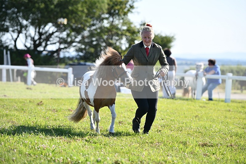 DSC_5618 - Class 49: NPS Shetland Youngstock