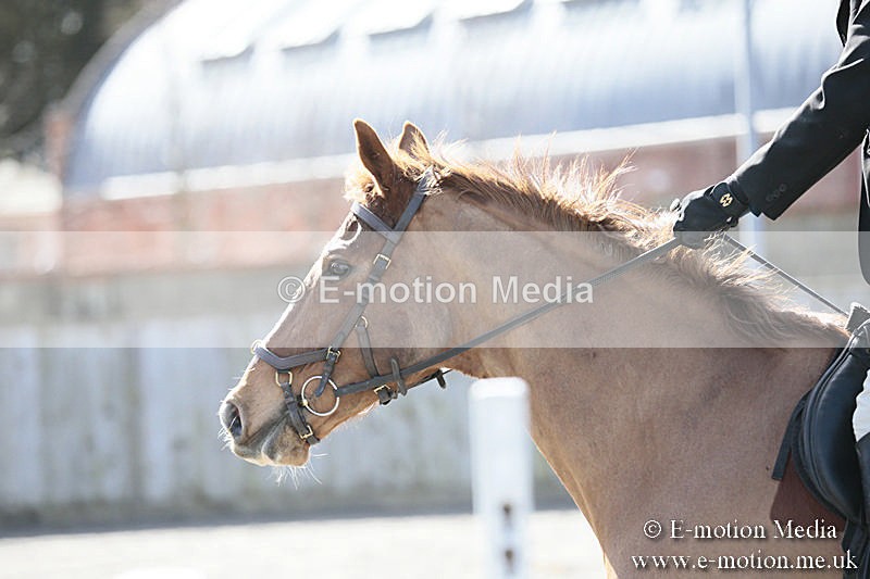 BVRC SJ 170319 233 - Bourne Valley Riding Club Showjumping 17/03/19