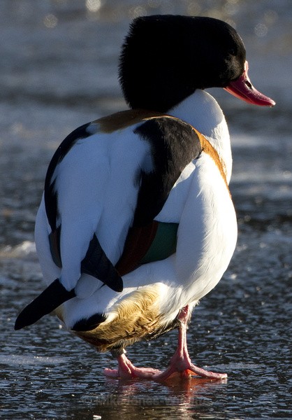 SHELLDUCK WINTER 2010 - SHELDUCKS