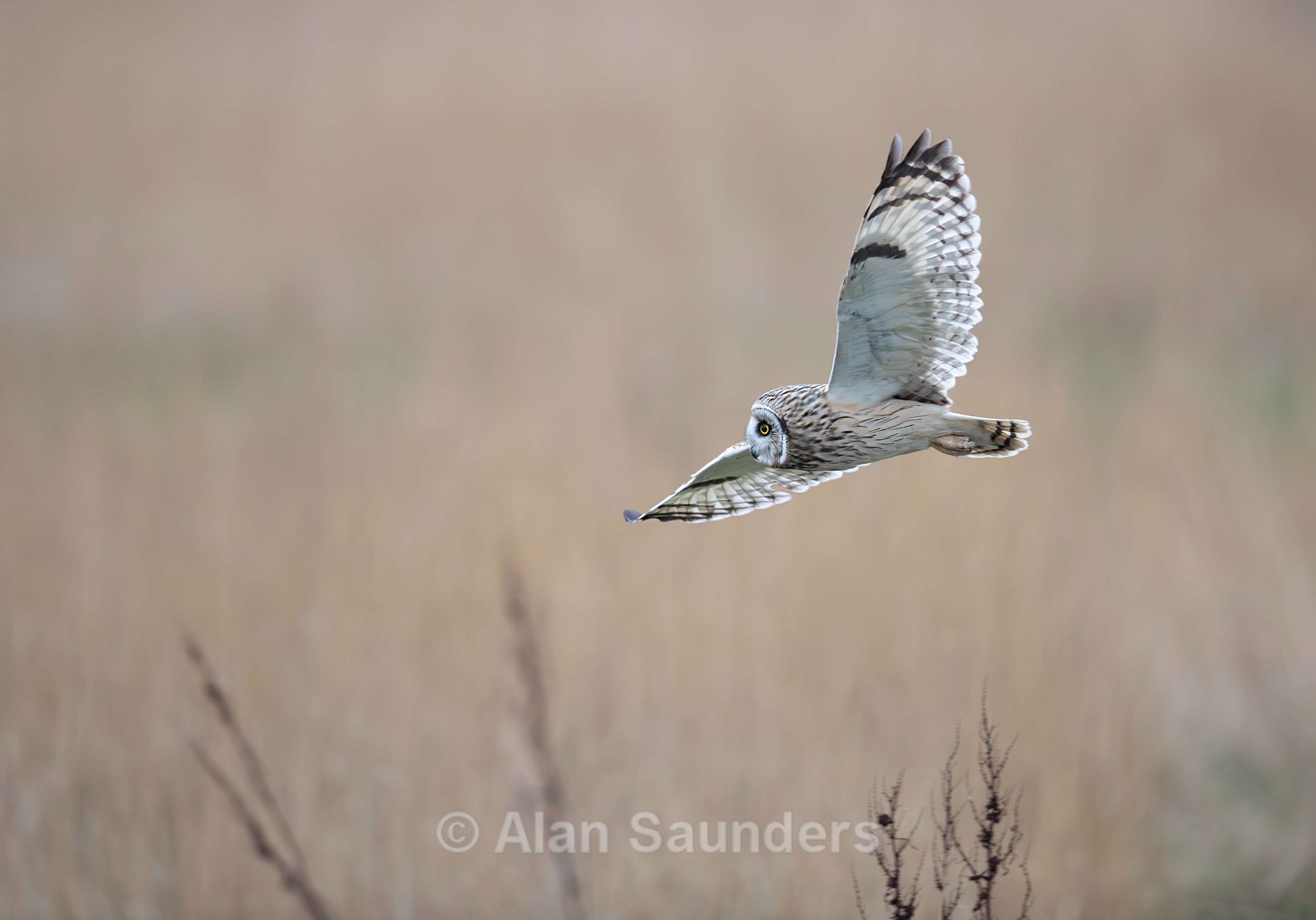 Short Eared Owl