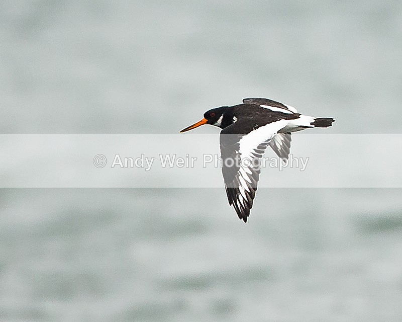 20130930-3K8A6331 - Oyster Catcher