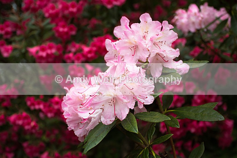 20140525-3K8A1681 - Plants & Flowers