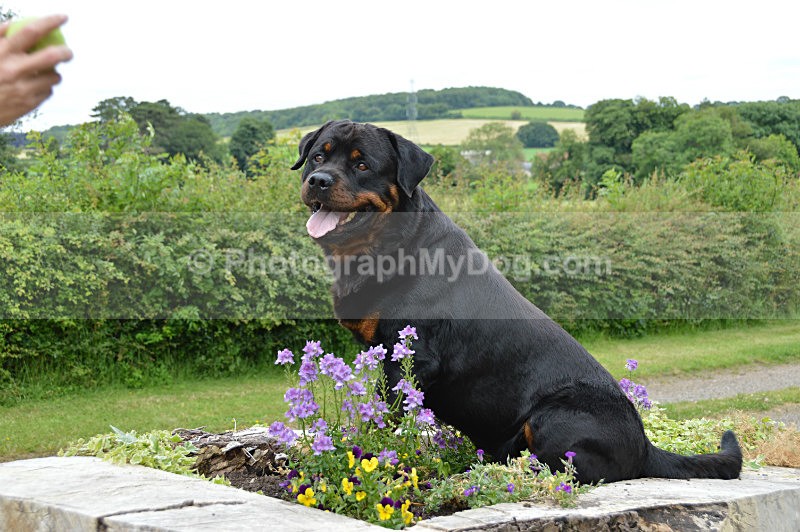  - Rottweilers