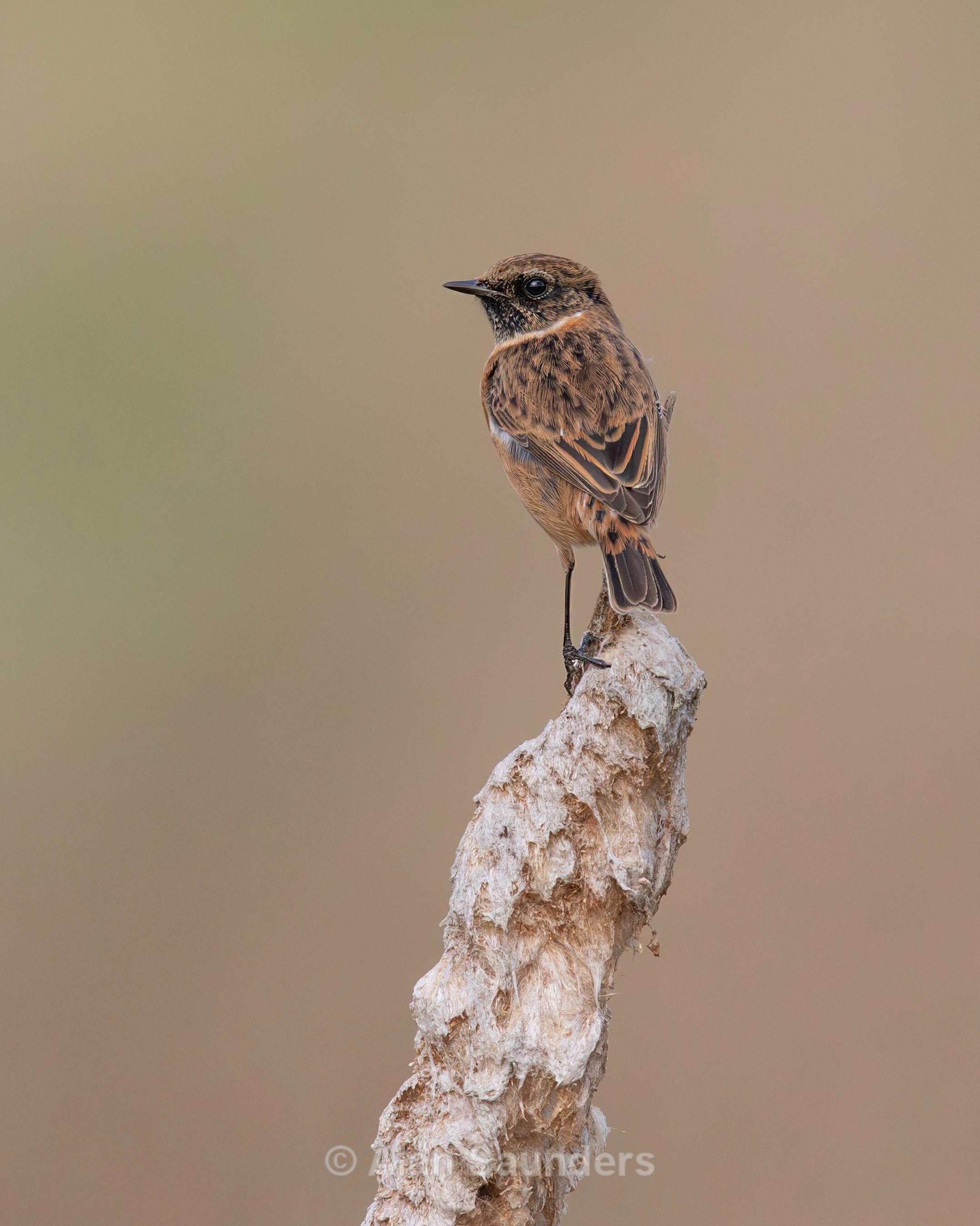 Stonechat 2