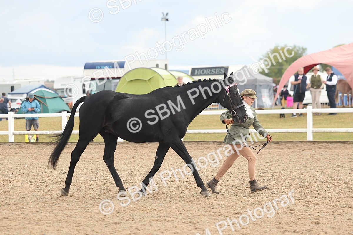 SBM_07911 - Class 28 - IH Veteran Horse