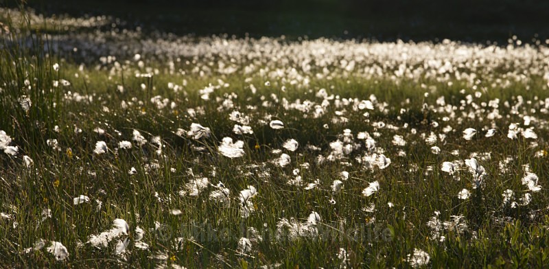 Cotton grass, near Ulva, Isle of Mull, Scotland - ISLE OF MULL LANDSCAPE PHOTOGRAPHY