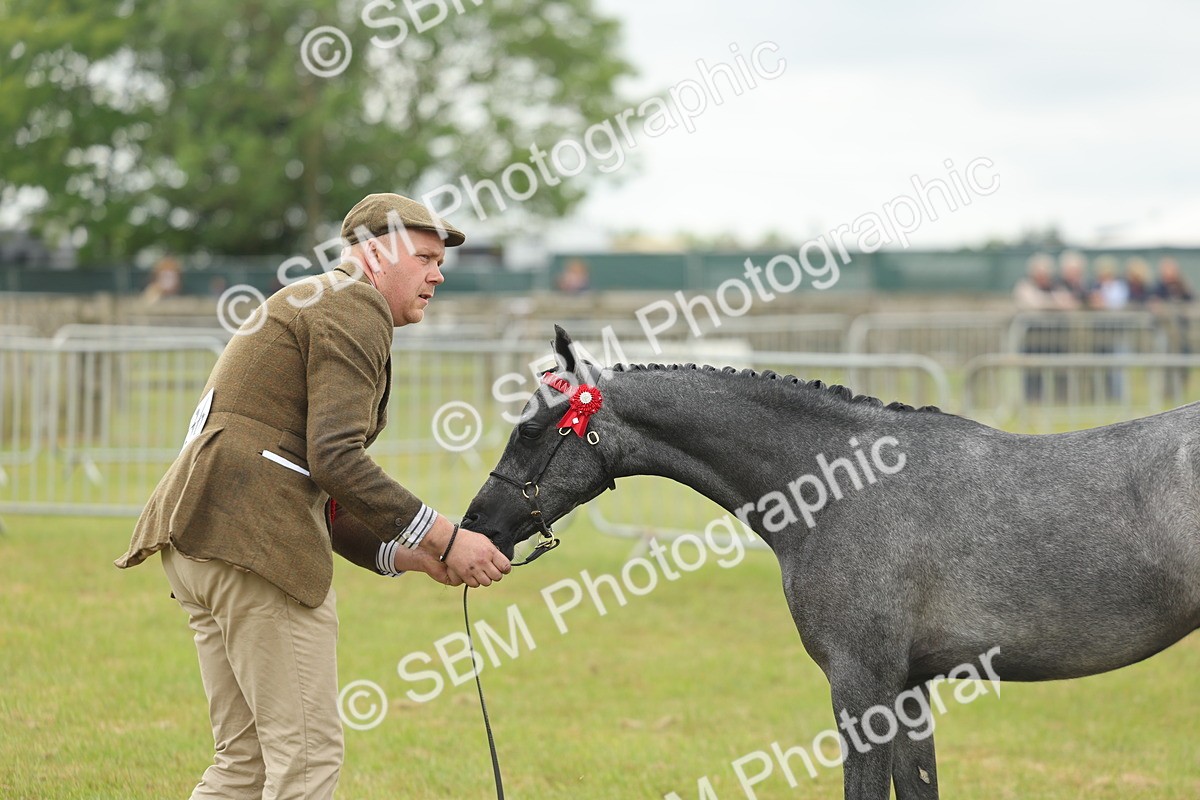 SBM_05579 - Class 68-73 - Riding Pony Breeding