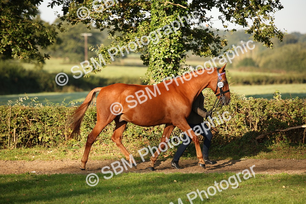 SBM_57550 - S50 - Foreign Breeds In Hand