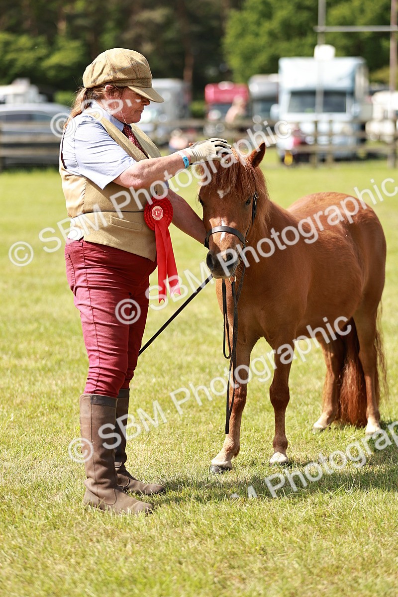 SBM_02462 - Class 14-23 - Mountain & Moorland In Hand Non Welsh