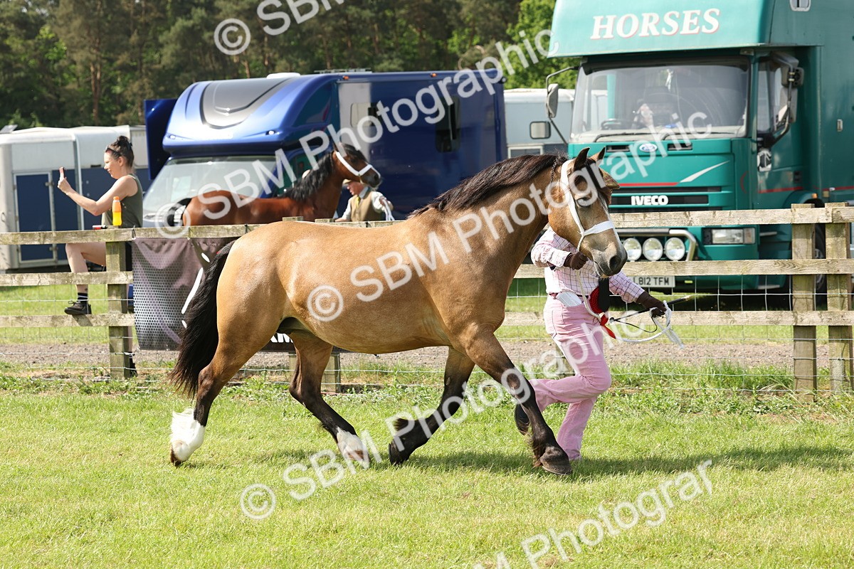 SBM_02187 - Class 6-13 - Mountatin and Moorland In Hand Welsh Breeds