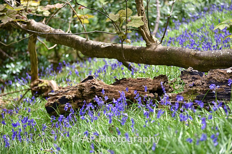 Bluebell_wood_ACP_3640 - Plants