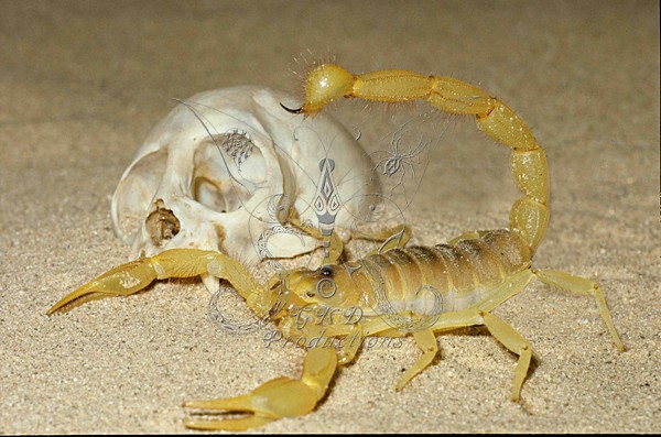 Common Scorpion - Calif. USA - ANIMALS