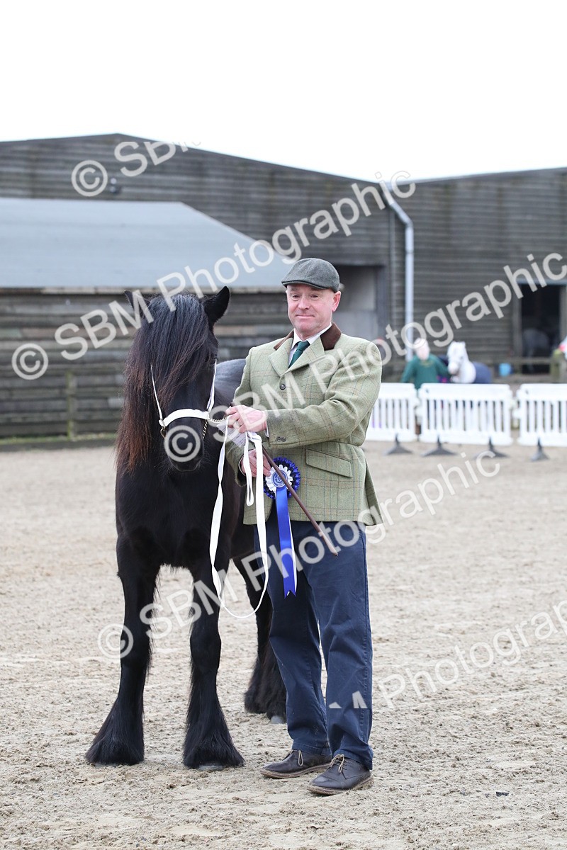 SBM_004007 - Class 1-4 - Young Stock classes Inc. In Hand Championship