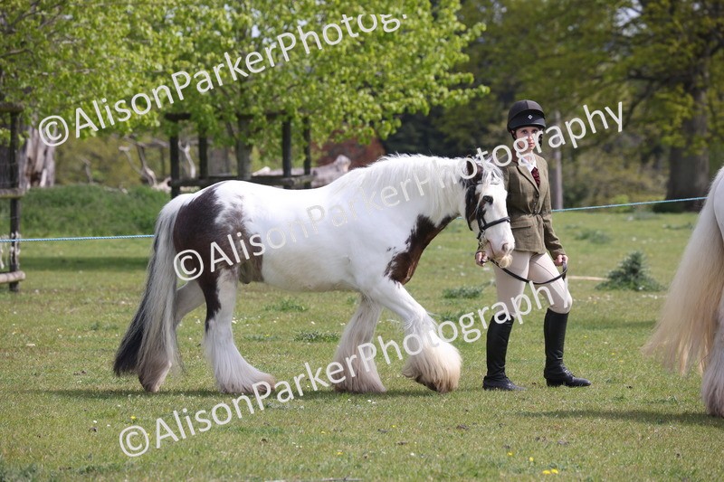 20260426-3275 - Class 27 - Coloured Horses and Ponies
