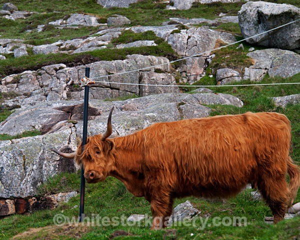 Washing Line Head Scratch! - Scottish Highlands