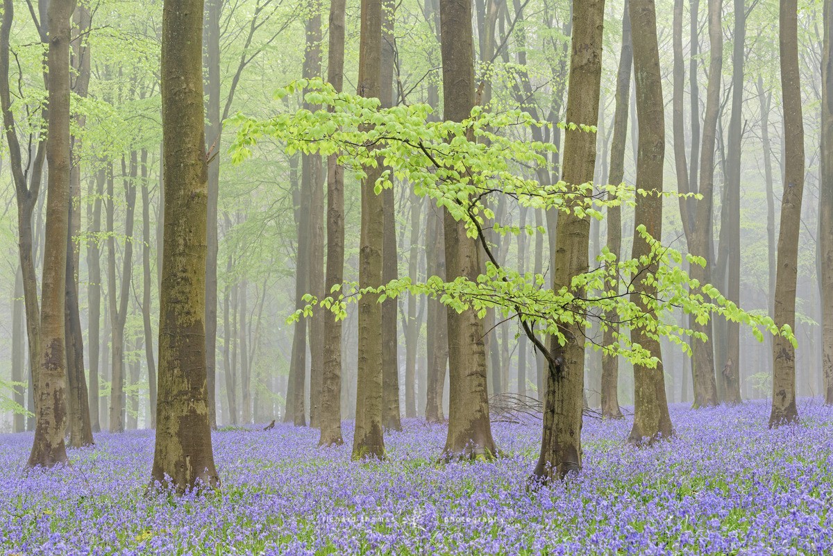 May bluebells - BlueWood