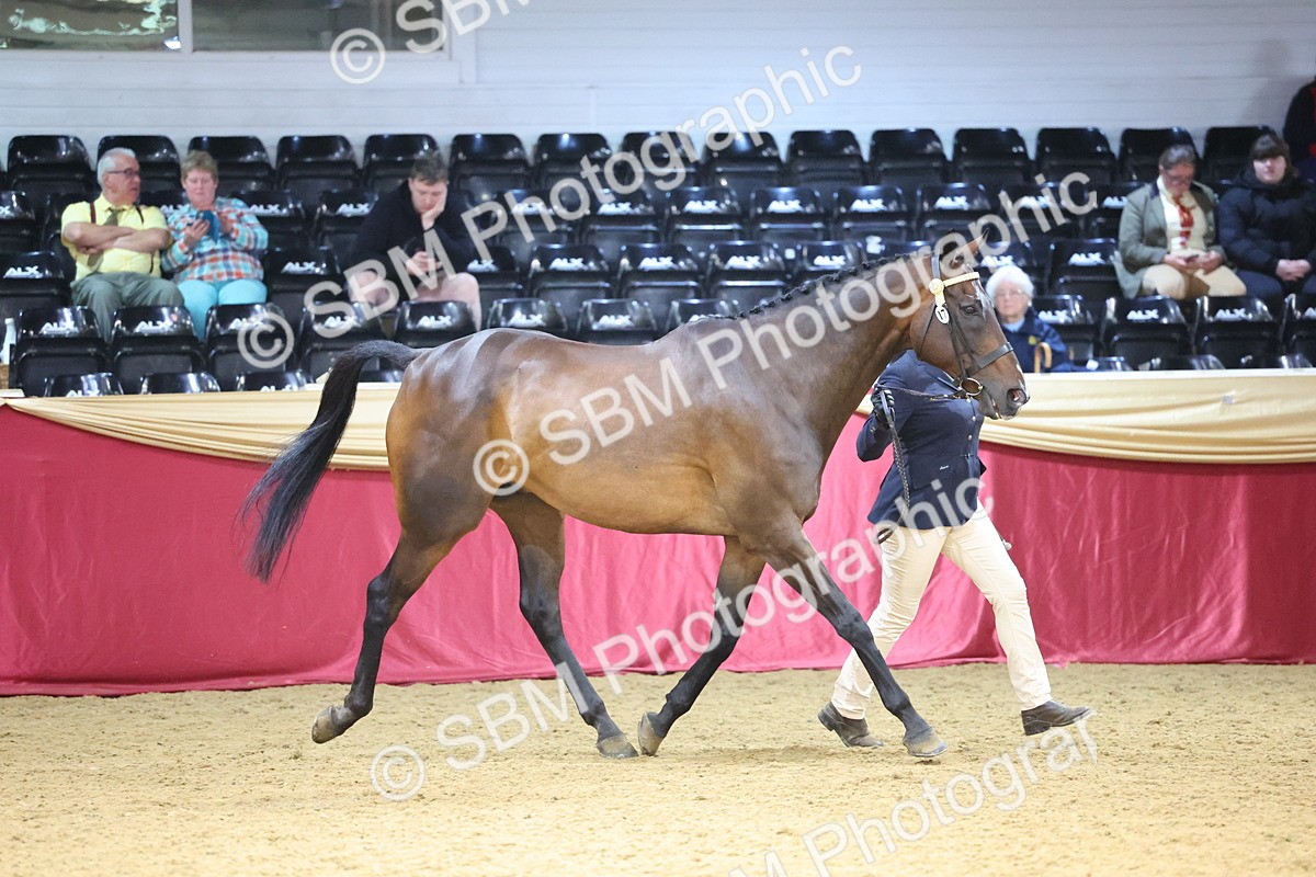 SBM_22826 - Class 903 - Supreme Final - IH Pre Vet