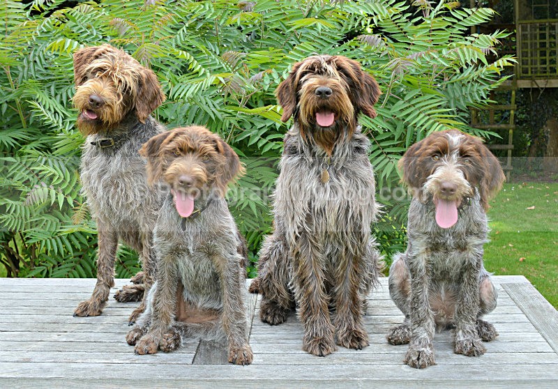  - Korthals Griffons