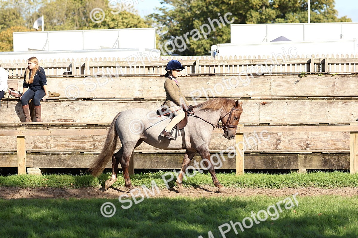 SBM_52342 - S13 - Pony Club Pony