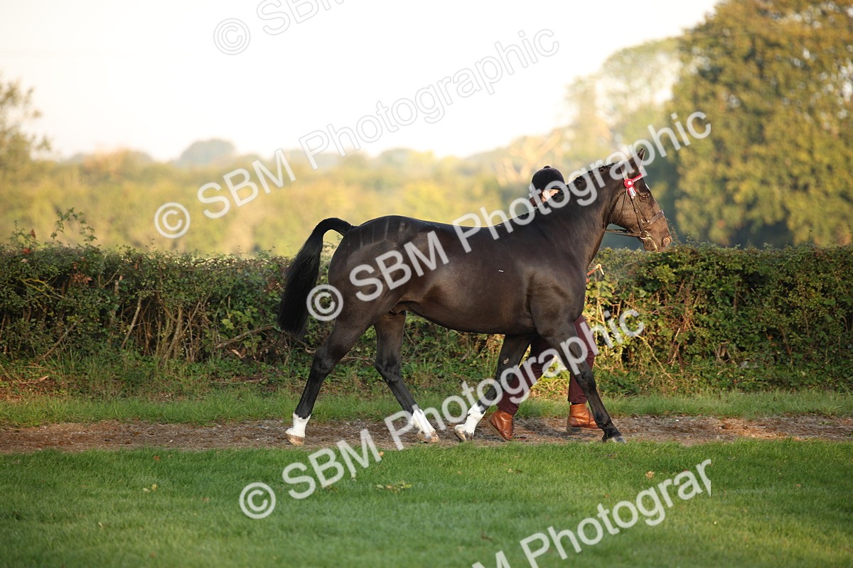 SBM_56822 - S49 - Riding Horse & Hack & Thoroughbred In Hand