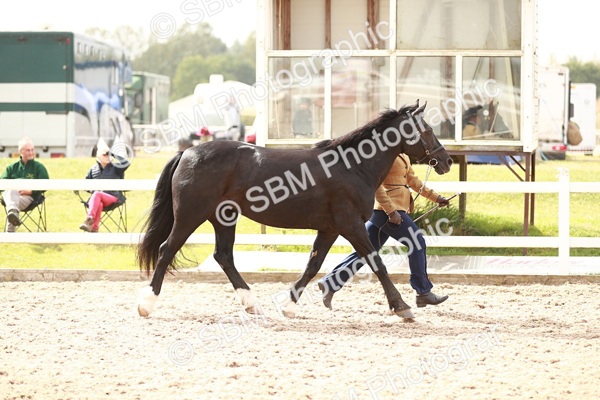 SBM_12430 - Class 207 IH M&M