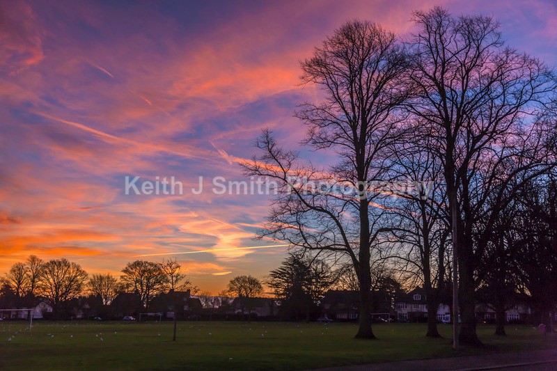 8SKJ0086 - Trees in Abington Park