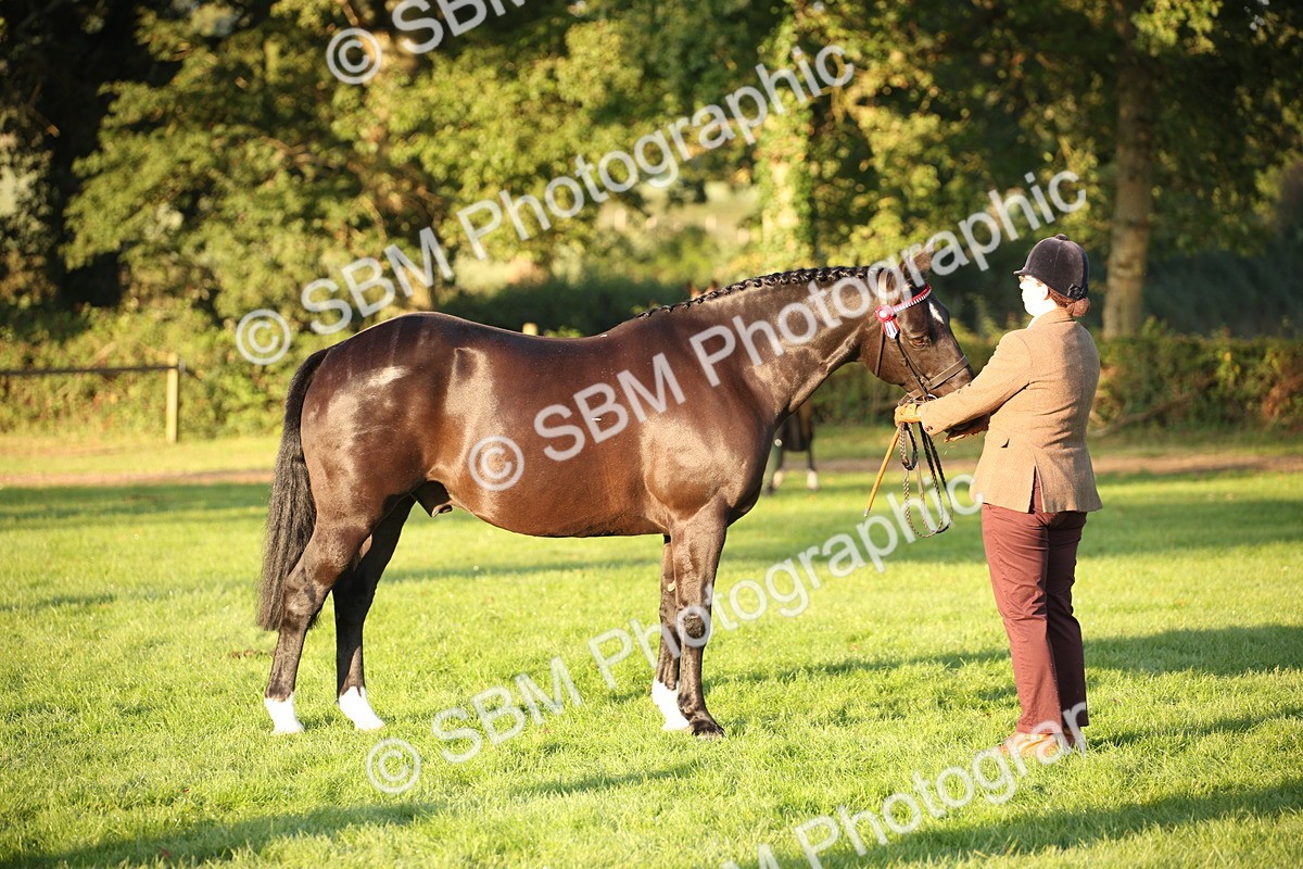 SBM_56871 - S49 - Riding Horse & Hack & Thoroughbred In Hand