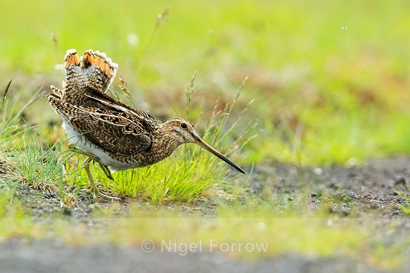 Snipe displaying fantail, Lake Mývatn, Iceland - Snipe