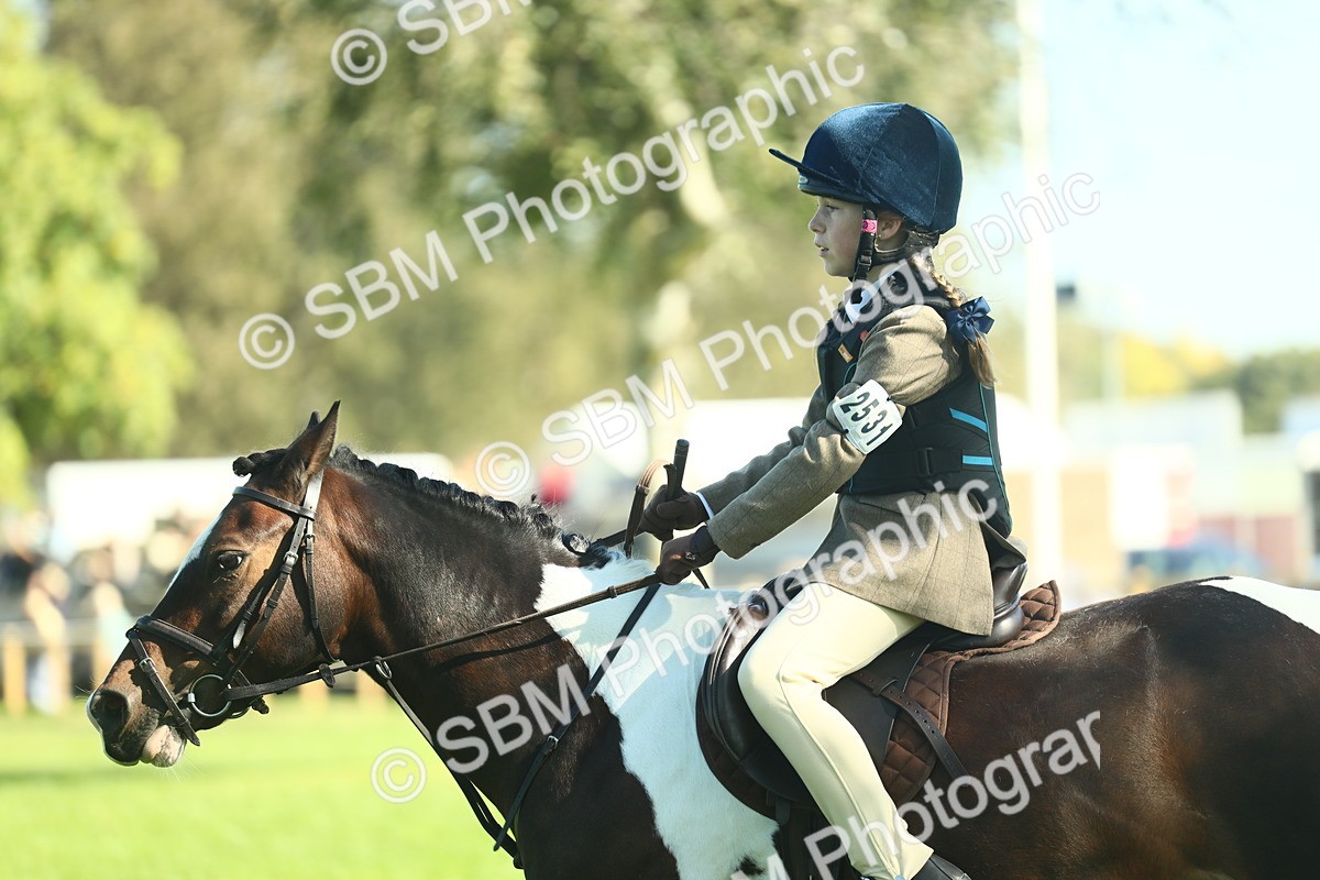 SBM_37537 - S29 - Novice & Newcomers Working Hunter Pony
