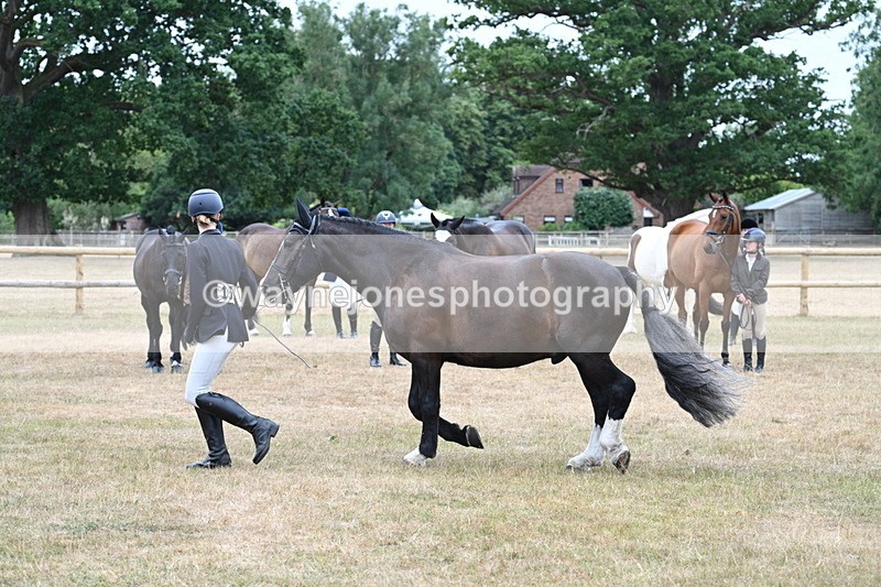 WJ7_0112 - Class 5a Most Handsome Gelding (above 14.2hh)