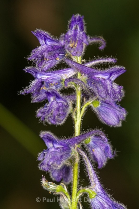 Blue Larkspur (Delphinium fissum) - Wild Flowers - 2