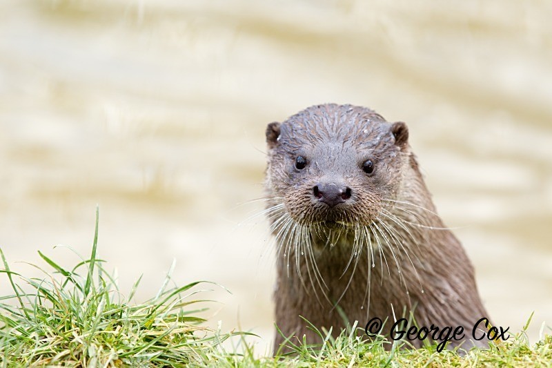 Otter
