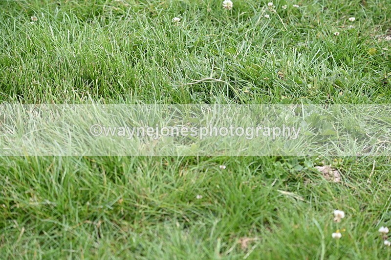 WJ6_3526 - Class 5 80cm Pairs