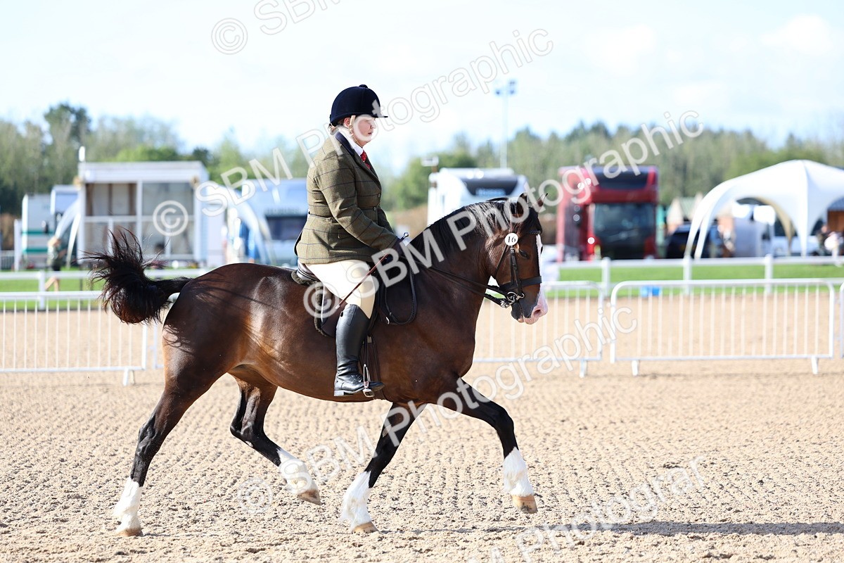 SBM_08923 - Class 302 - Ridden M&M - Large Breeds