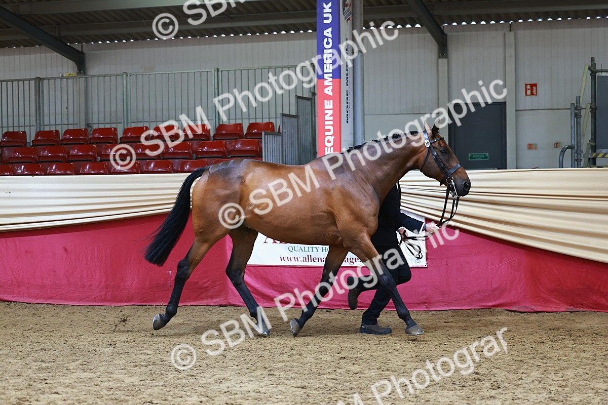 SBM_23195 - Class 903 - Supreme Final - IH Pre Vet