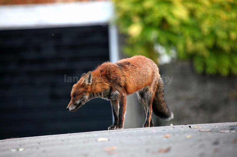 Urban red fox in Bristol car park_0857 - Urban Foxes, Bristol, Great Britain
